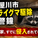 寝屋川市アライグマ駆除の警鐘／その家、すでに侵入されている